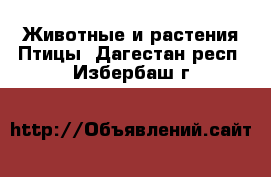 Животные и растения Птицы. Дагестан респ.,Избербаш г.